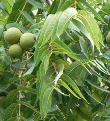 black-walnut