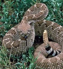 rattlesnake