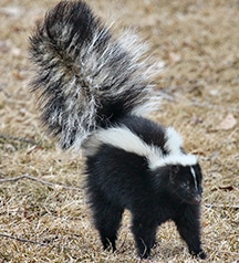 skunk