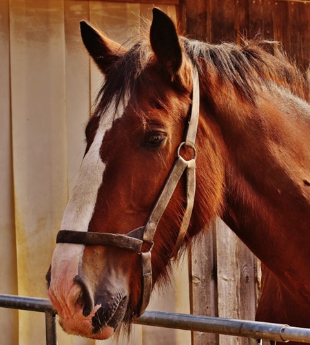 usef-vaccinations