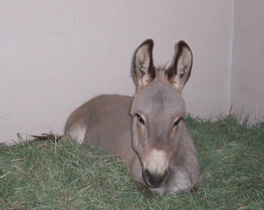 boy-george-donkey-1