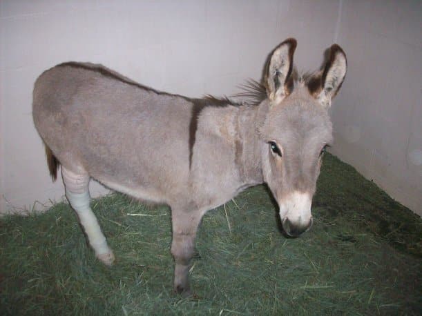 boy-george-donkey-7