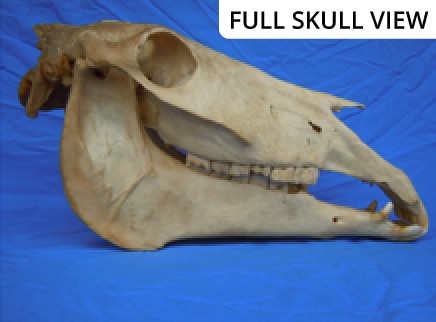 full-skull-view