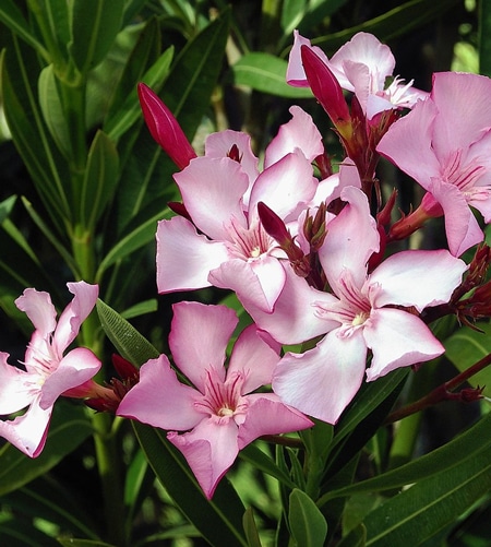 jacobs-oleander