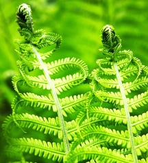 bracken-fern