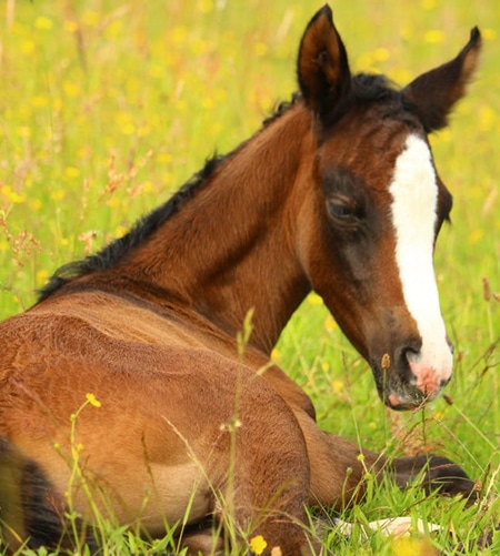breeding-your-mare