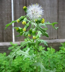 common-groundsel