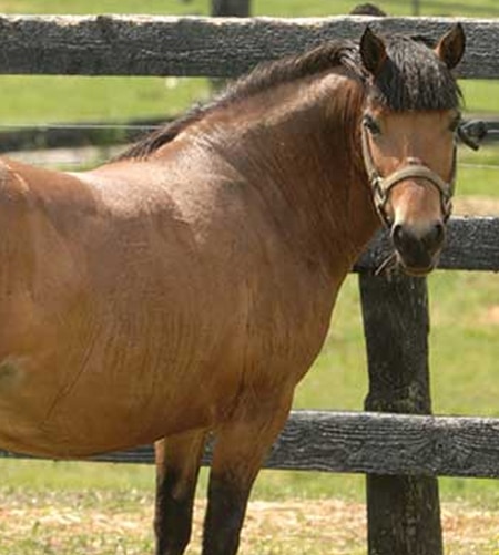 equine-metabolic-syndrome