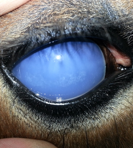 equine-uveitis