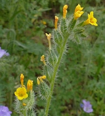 fiddleneck