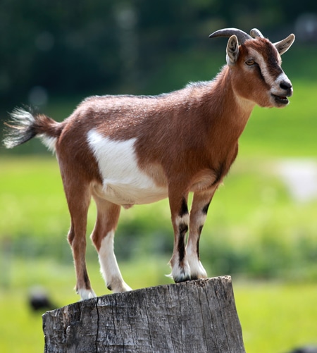 goat-health-protocol