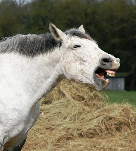 horse-wound