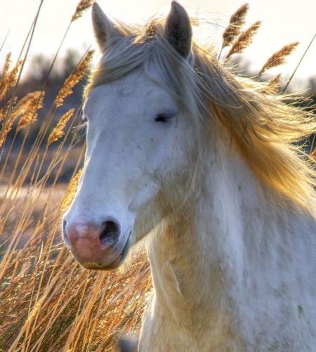 identifying-your-horse