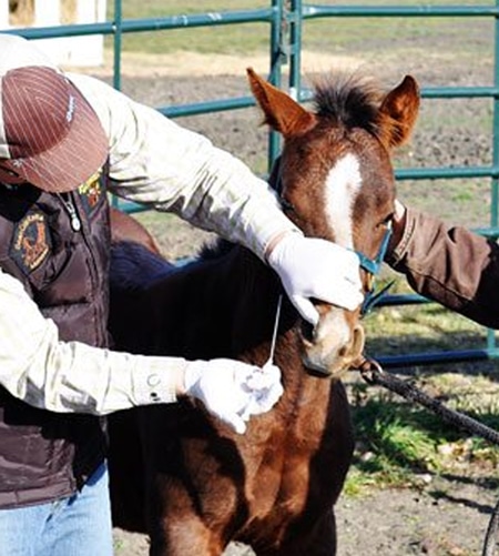 mare-foal-vaccinations