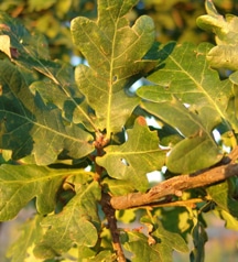 oak