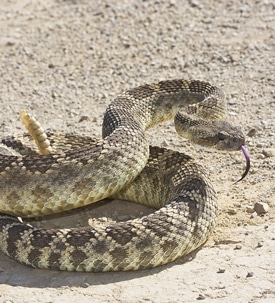 pacific-rattlesnake-1