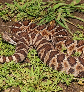 pacific-rattlesnake-2