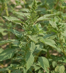 pigweed