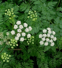 poison-hemlock