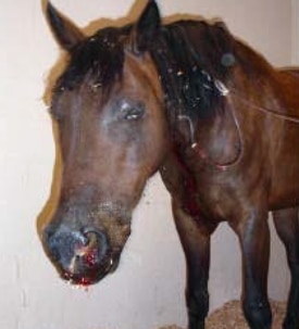 rattlesnake-bite-horse-1