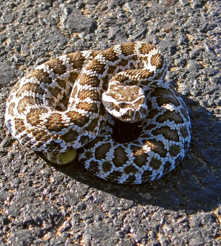 rattlesnakes