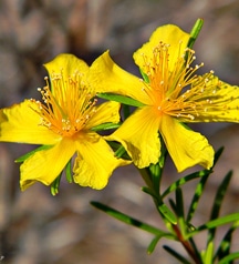 st-johns-wort