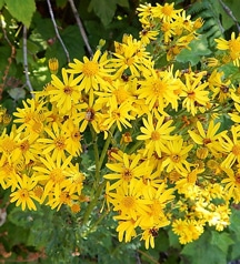 tansy-ragwort