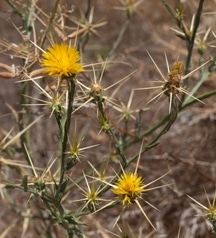 yellow-star-thistle