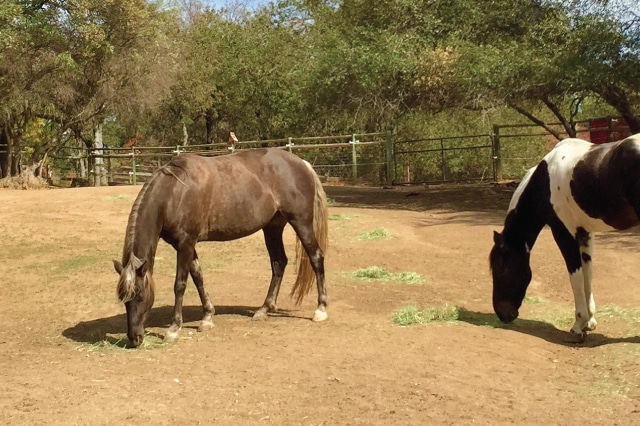 2018-08-August-Sand-Colic-Month-featured-640x426